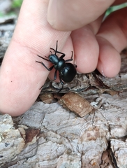 Tentyria rotundata orbicollis