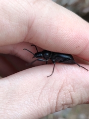 Tentyria rotundata orbicollis