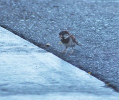 Passer domesticus