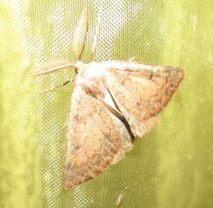 Drepanogynis miltophyris
