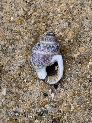 Nassarius graphiterus observed 2025-08-21