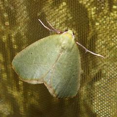 Drepanogynis olivescens