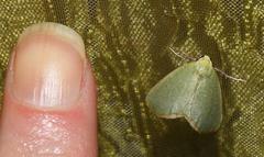 Drepanogynis olivescens