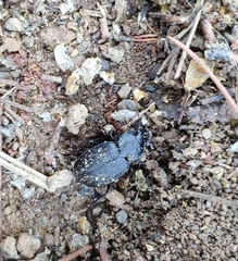 Licinus