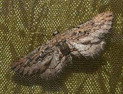 Hebdomophruda