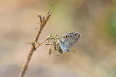 Hemiargus hanno hanno