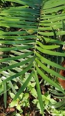 Zamia pumila