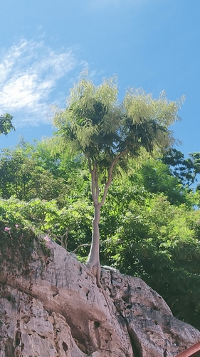 Phyllanthus mirabilis