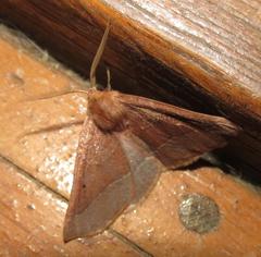 Drepanogynis cnephaeogramma