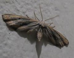 Hebdomophruda