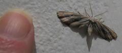 Hebdomophruda