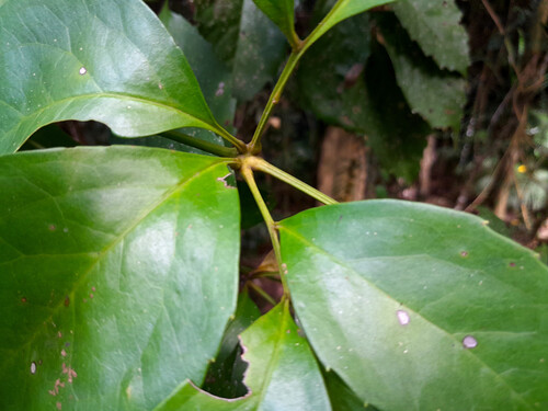 Carnarvonia araliifolia, photograph 5