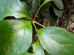(c) Steve Fitzgerald, some rights reserved (CC BY-SA) Carnarvonia araliifolia, photograph (c) Steve Fitzgerald, some rights reserved (CC BY-SA)