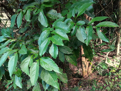 Carnarvonia araliifolia, photograph 3