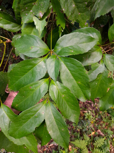 Carnarvonia araliifolia, photograph 4