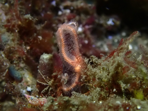 Ophiopteron elegans observed 2025-08-18