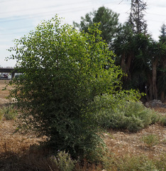 Ziziphus spina-christi