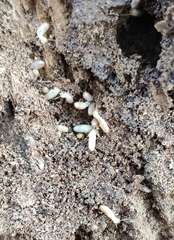 Reticulitermes balkanensis