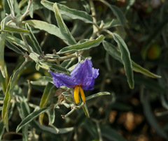 Solanum elaeagnifolium