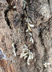 Reticulitermes balkanensis