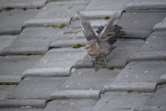 Turdus merula