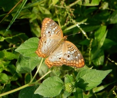 Anartia jatrophae