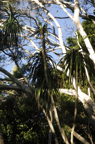 Image of Dracaena aurea by (c) Eric Knight, some rights reserved (CC BY)