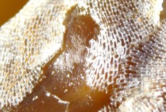 Membranipora membranacea