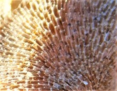 Membranipora membranacea