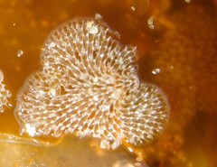 Membranipora membranacea