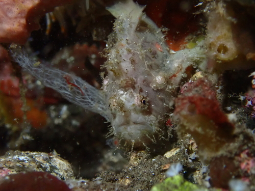Antennatus nummifer observed 2025-08-18