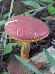 Hortiboletus rubellus image