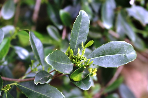 Small-leaved saffron (Elaeodendron croceum)