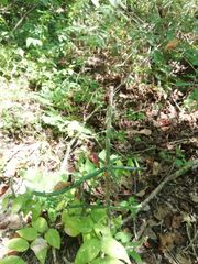 Pereskiopsis kellermanii