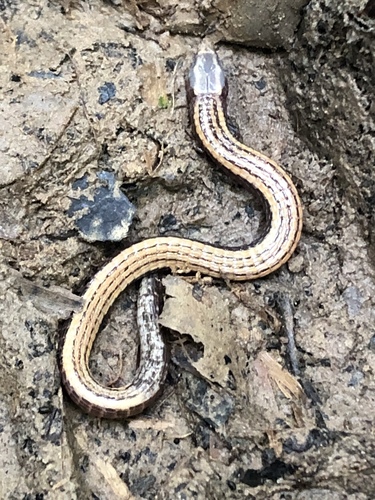 Dorbigny's Bachia, Bachia dorbignyi