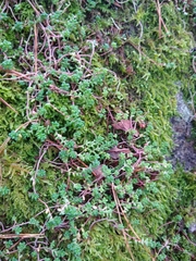 Sedum