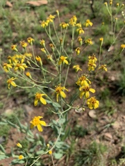 Senecio venosus