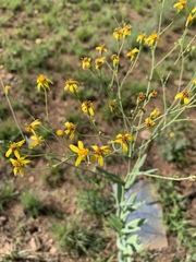 Senecio venosus