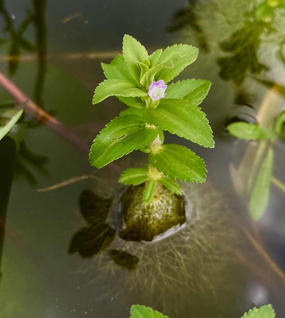 Limnophila heterophylla (Limnophila heterophylla)
