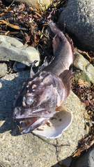 Hemitripterus americanus