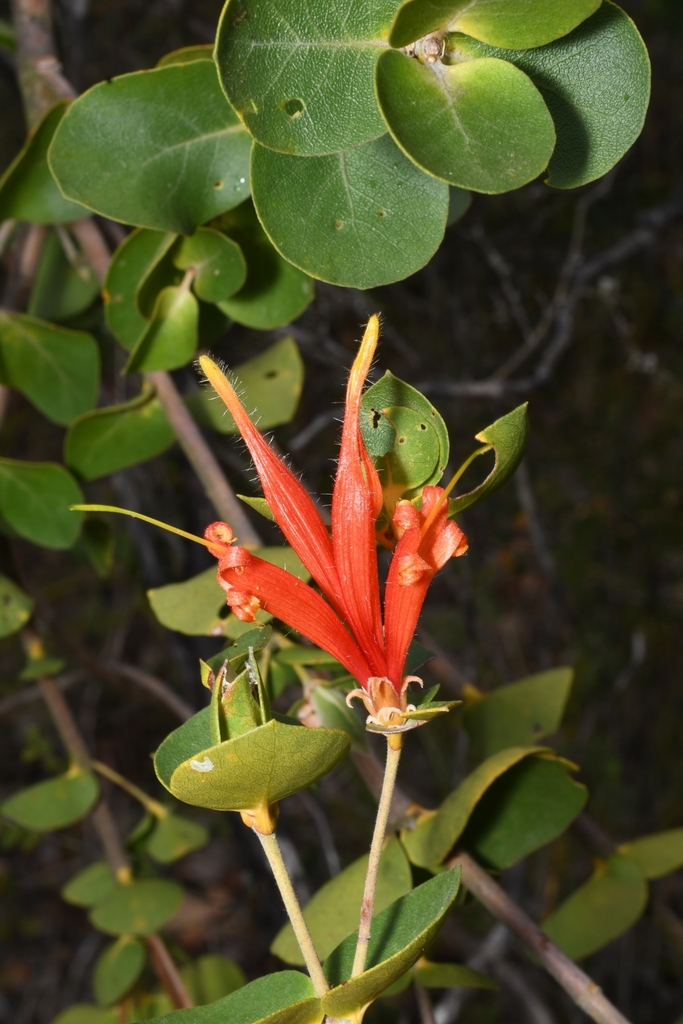 Round-leaf Honeysuckle
