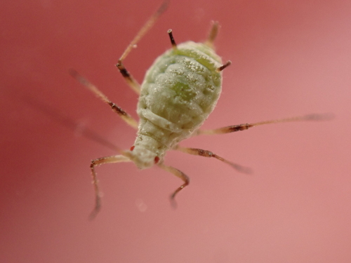 Macrosiphoniella pulvera