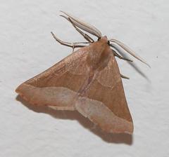 Drepanogynis cnephaeogramma