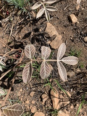 Lannea edulis edulis