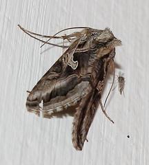 Cornutiplusia circumflexa