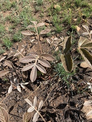 Lannea edulis edulis