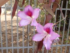 Bauhinia variegata variegata