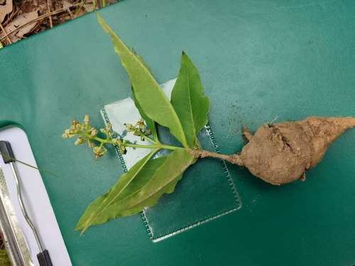 Raphionacme vignei (Raphionacme vignei)