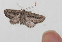 Hebdomophruda