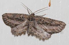 Hebdomophruda